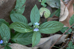 Neuracanthus trinervius
